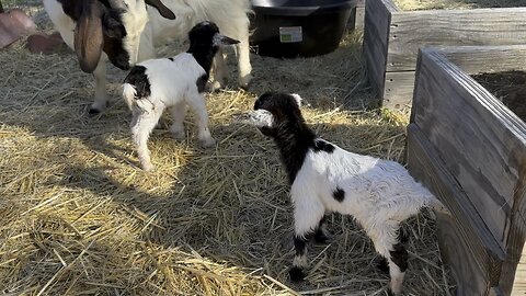 5 hour old twin baby goats