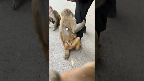 Don't let go of the monkey until you give him something to eat.