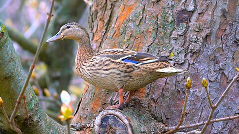 Mallard Duck Hen Climbs Up a Tree. Higher and Higher She Goes