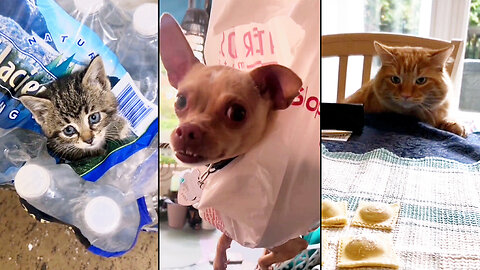 Daily Dose of Pet Laughs – You Need This Today!