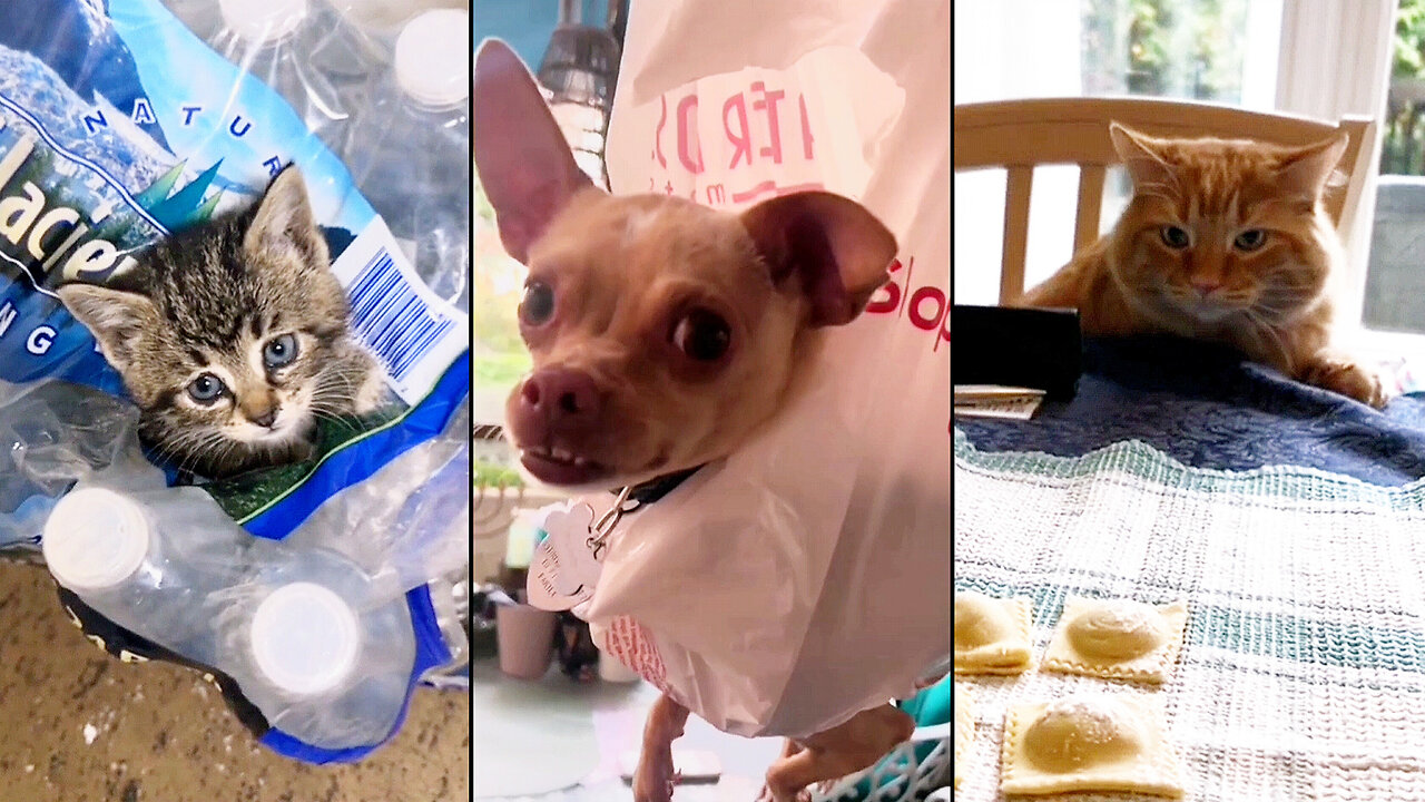 Daily Dose of Pet Laughs – You Need This Today!