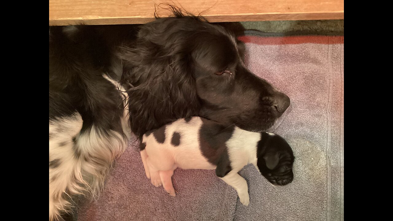 Large Munsterlander - Muddy Waters E Litter Week 1 & 2 update