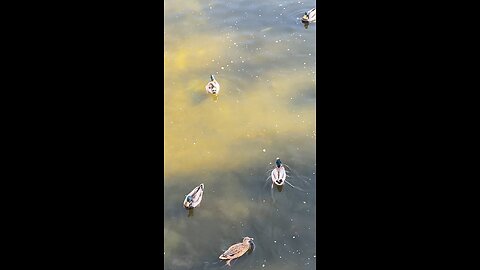 Mallard Ducks 🦆 #mallardducks #shorts #viral #followme #trending #ducks