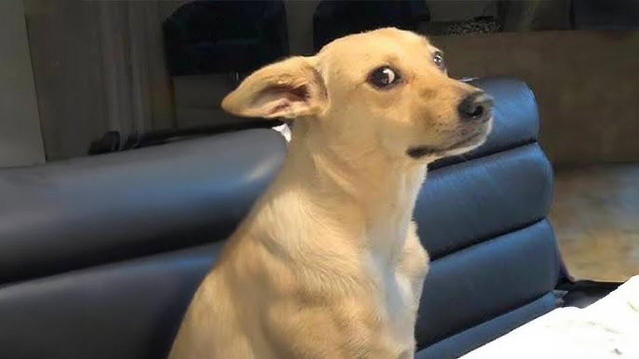 The MOST Funniest Animal Videos EVER 😂 Part ∞