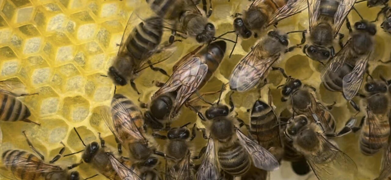 Big Colony no holds barred.