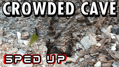 ASMR | Look at this beautiful flow of ants, in and out of the fortress of the tree - Sped up