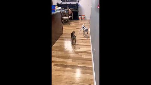 cat and dog playing