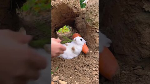 Cute little rabbit with thick eyebrows and big eyes. Cute little rabbit in the countryside. Rabbit