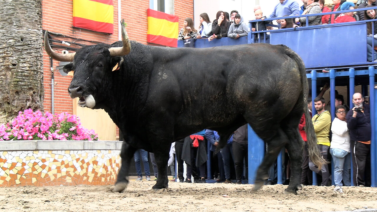 2025 04 22 LA LLOSA PASCUAL ALCALÁ Nº66
