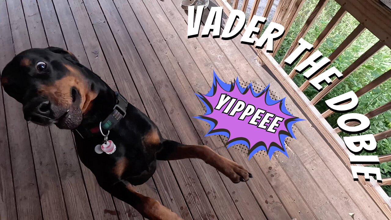 Doberman Sneaks a Pond Sip… Then Gets the Towel Zoomies! 🐾💦 | Funny Dog Dry-Off Time