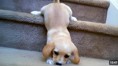 Top FUNNY PUPPIES Caught Being Absolutely Ridiculous 🤣 Funniest Animal Videos