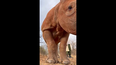 Upclose with the rhino