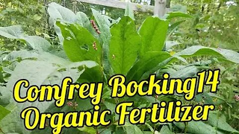 Comfrey - Bocking 14 - Organic Fertilizer