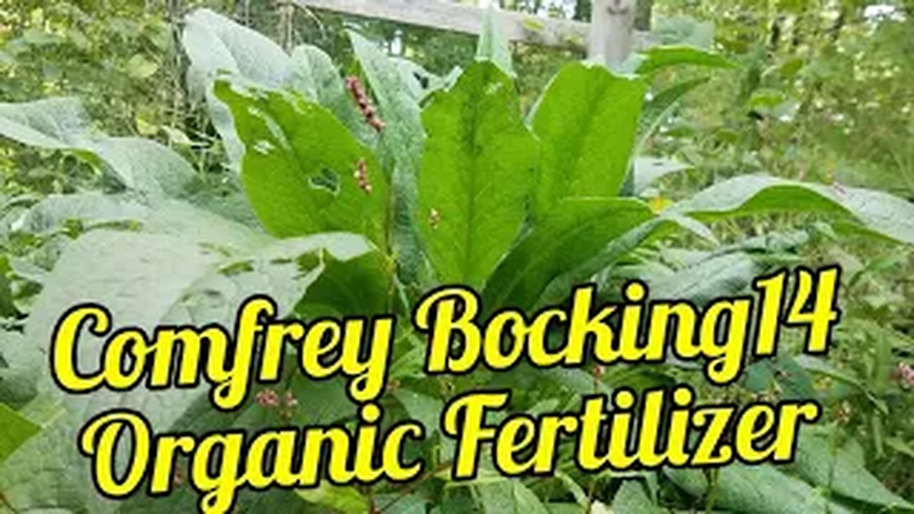 Comfrey - Bocking 14 - Organic Fertilizer