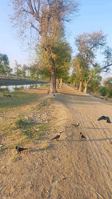 Crow 🐦‍⬛ in the village near water canal