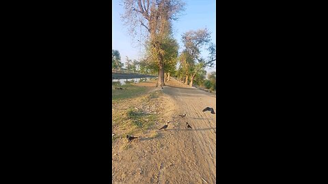 Crow 🐦‍⬛ in the village near water canal