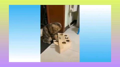 funny videos