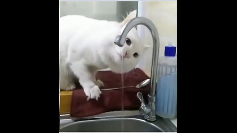 Animals-cats