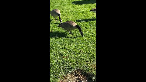 Canada Goose 🪿 #canadagoose #goose #followme #shorts #viral #trending