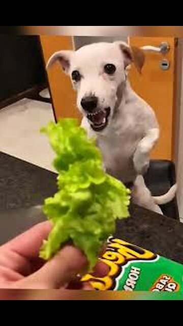 “🐶 Why Don’t Dogs Like Vegetables? | Funny & Surprising Facts!