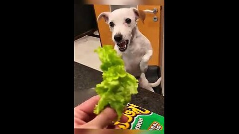 “🐶 Why Don’t Dogs Like Vegetables? | Funny & Surprising Facts!