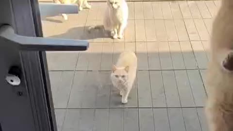 Hey hooman😆open the door