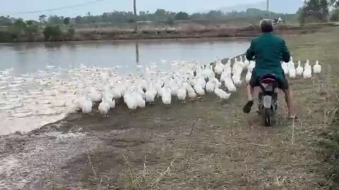 Duck_Breeding_-_Effective_Duck_Farm_-_Duck_Laying_Cycle