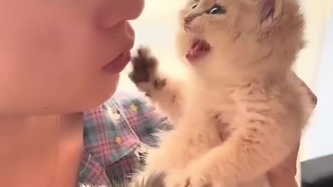 Kitten Chaos