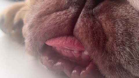 😂🐾 These Adorable Kitties Are Going to Crack You Up! | FunFM