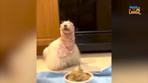 Laugh Till You Drop! 😂🐶 Funniest Dog Videos 2025