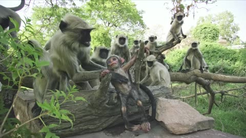 Langur monkeys grieve over fake monkey Spy in the Wild - BBC