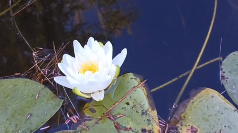 Water Lily