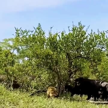 Wrath of the Wild Bulls: The Storm of Vengeance Against the King of the Jungle!