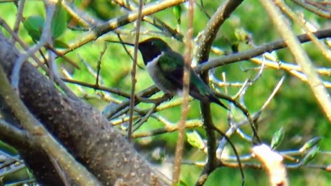 Hummingbird