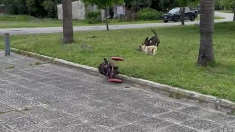 Wheelchair Dog Rolls Over