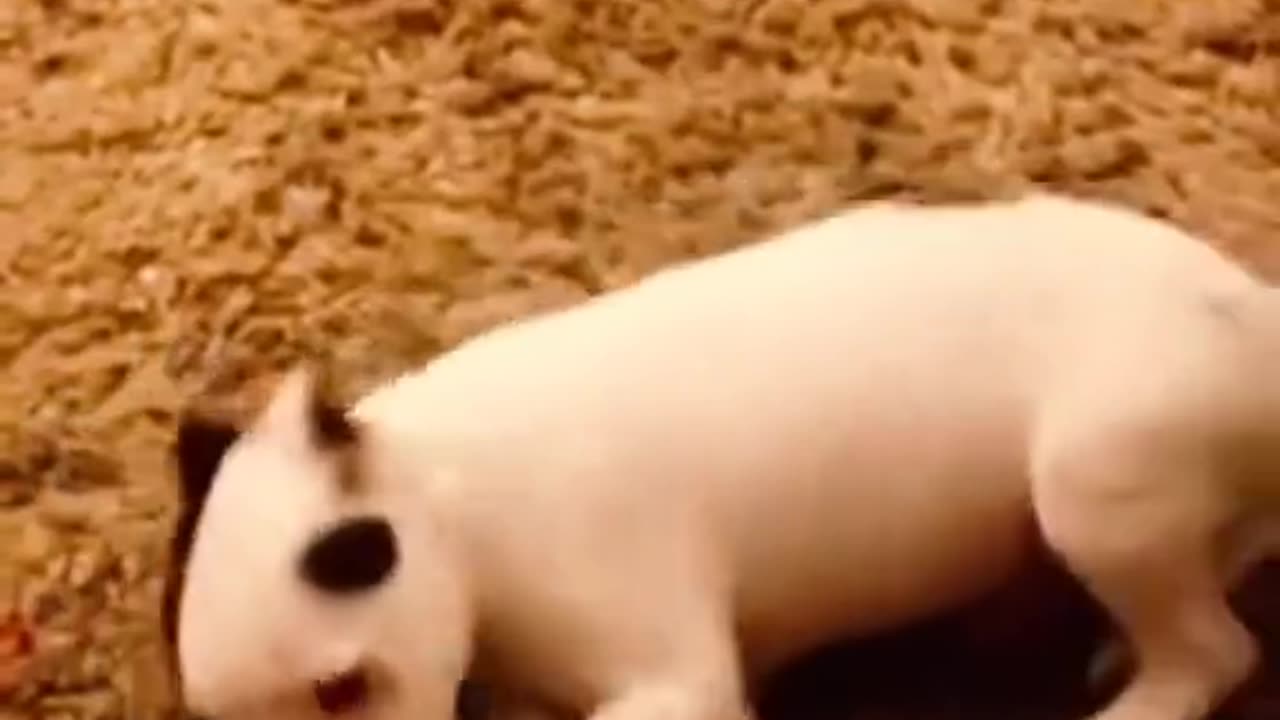 Canine response to flatulence. Very funny🤣🤣