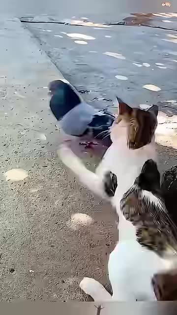 Cat and animal friends🐈🤣 _funny _funnyanimal _cat _catvideos _cats _catshorts