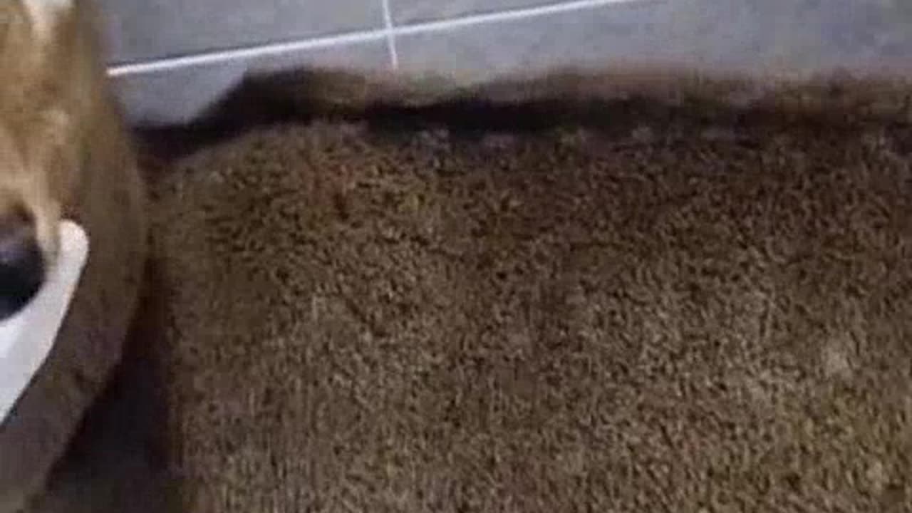 Funny Animal Video