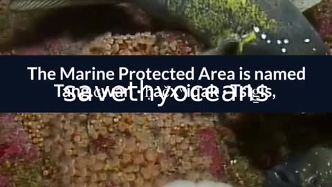 Celebrating Tang. É¢wan Â· á¸¤aÄxÊ·iqak Â· TsigÌ±i Canada's Newest Marine Protected Area