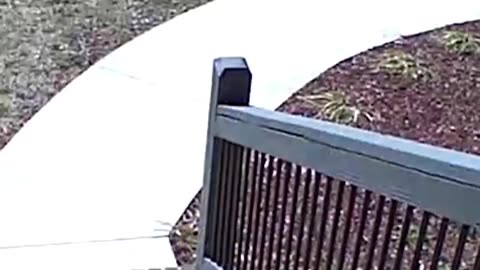 🤣🐿️ When You're Trying to Play Tag, But the Opponent is a Skunk... | FunFM