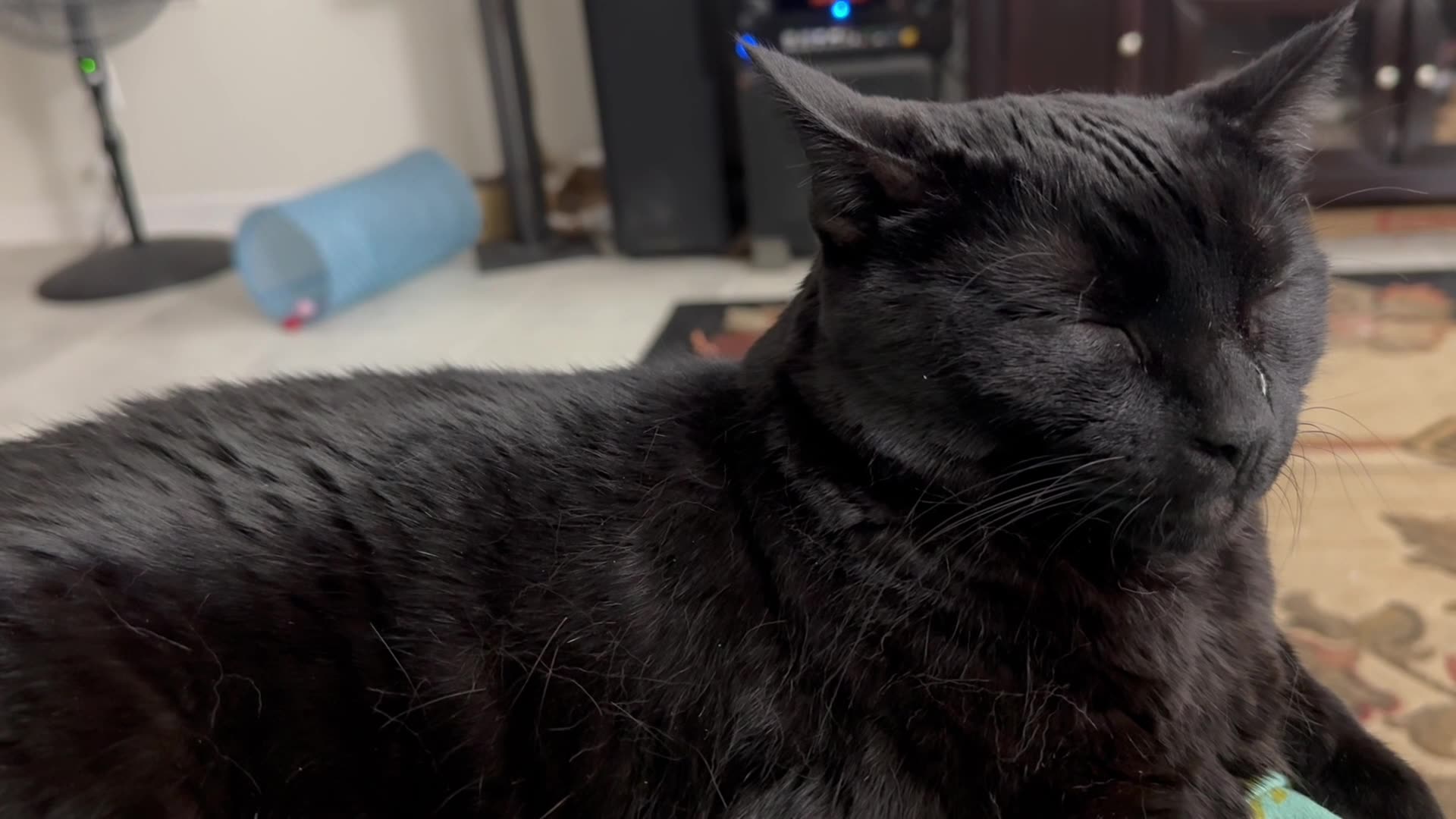 Cute Precious Piper is My Daytime Lap Cat - My Adopted Shelter Cat Vlog