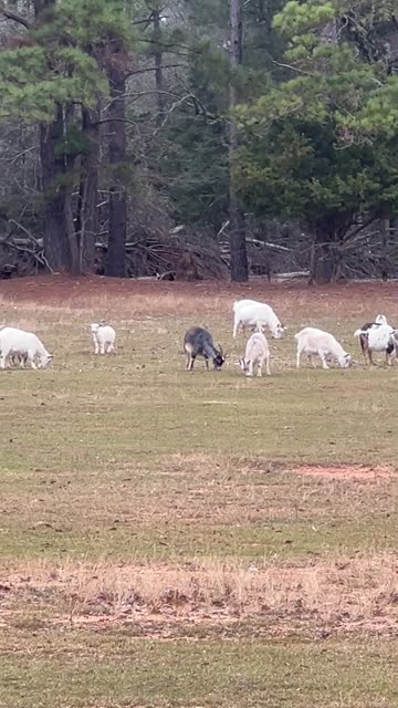 Bunch of goats and then a surprise at the end