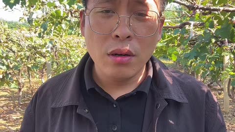 葡萄涂白修剪清园施肥 先做哪一个？#葡萄种植 #葡萄施肥 #葡萄修剪 #葡萄清园 #果树种植