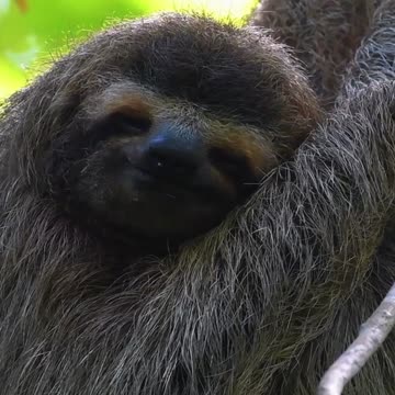 Sloth Mode: Activated 🦥🌿 | Sounds of Nature