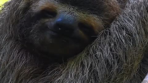 Sloth Mode: Activated 🦥🌿 | Sounds of Nature