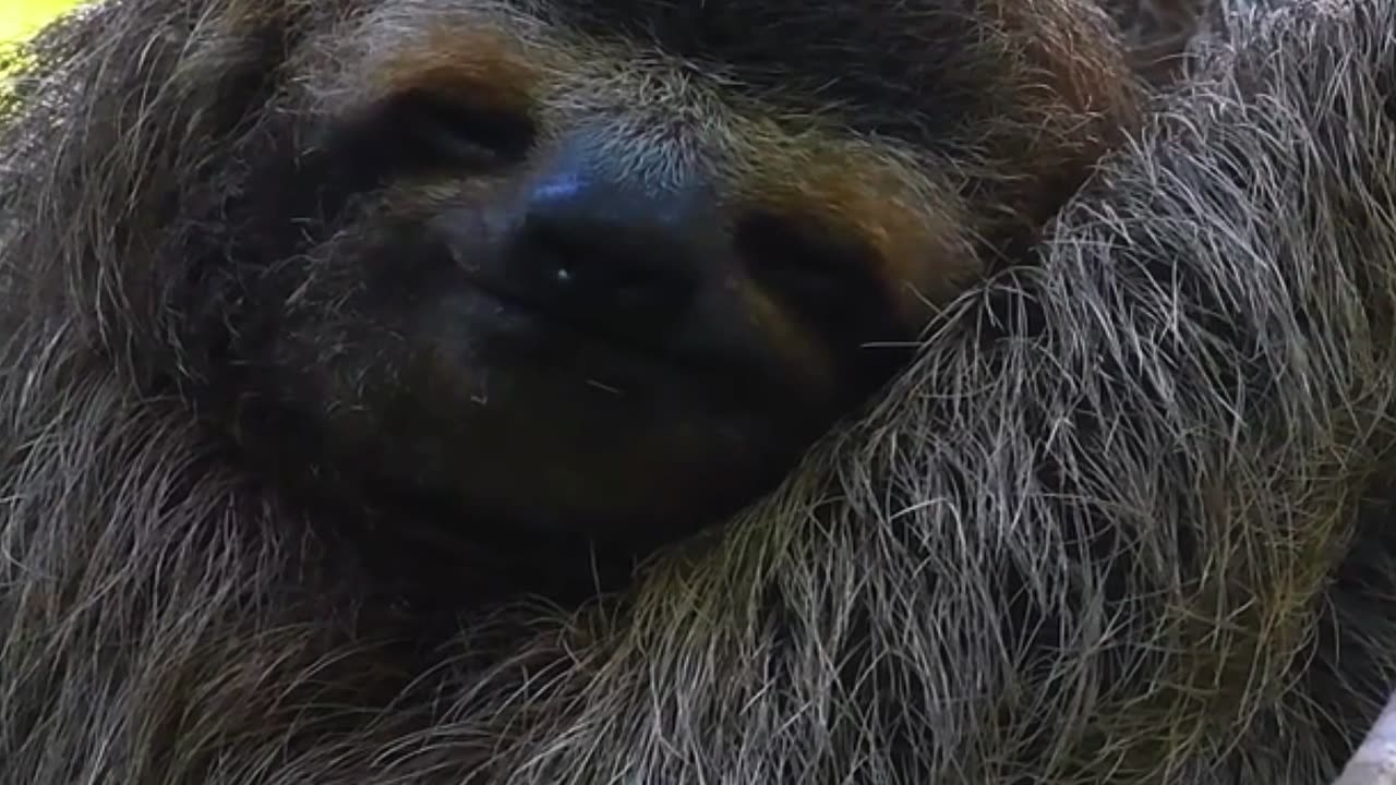 Sloth Mode: Activated 🦥🌿 | Sounds of Nature