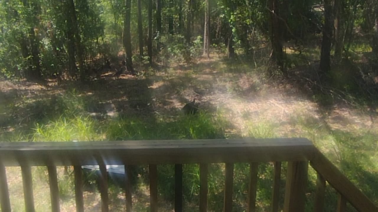 Buzzard Buffet Causes Havoc!