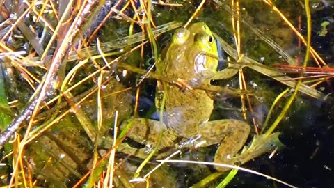 Bullfrog
