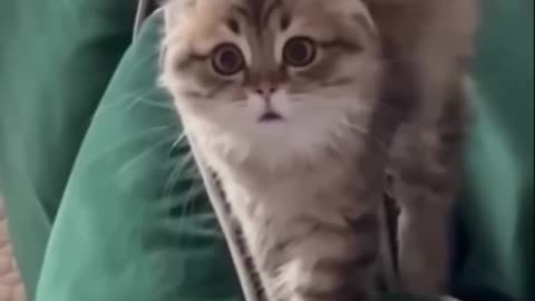 😘 🐆#Gatitos 🥰 😆#Bravos 🧽#Esponjados. - 🐯#OnlyCuteCats.👍