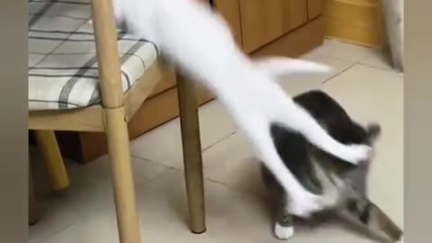 Cat and Cat Who will win ?